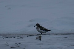 Calidris maritima