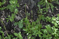 Taraxacum officinale