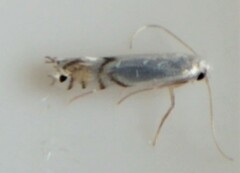 Phyllocnistis vitegenella