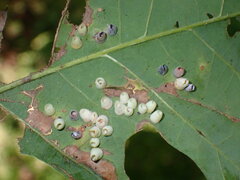 Phylloteras volutellae