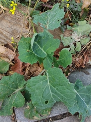 Brassica oleracea