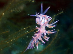 Flabellina affinis
