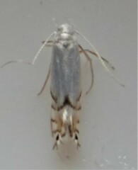Phyllocnistis vitegenella