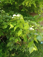 Ulmus laevis