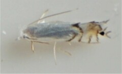 Phyllocnistis vitegenella