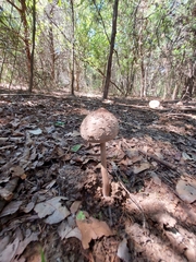 Macrolepiota