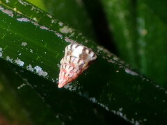 Jujubinus exasperatus