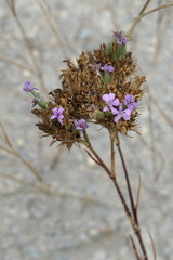 Dianthus pseudarmeria
