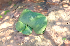 Tylecodon atropurpureus