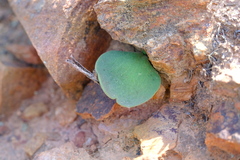 Tylecodon atropurpureus