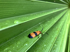 Calopteron