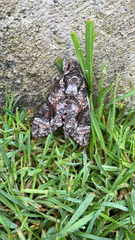 Agrius cingulata