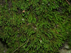 Bryopsida