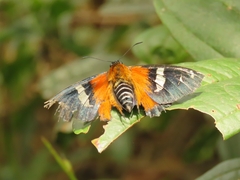 Pyrrhopygini
