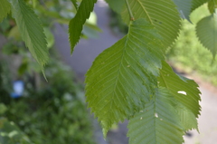 Ulmus laevis