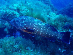 Epinephelus marginatus