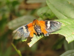 Pyrrhopygini