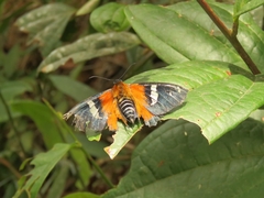 Pyrrhopygini