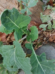 Brassica oleracea