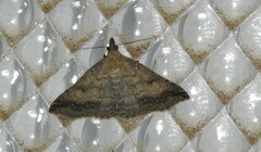 Tetanolita palligera