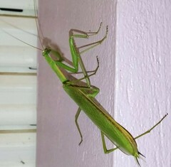 Coptopteryx argentina