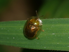 Cassida obtusata