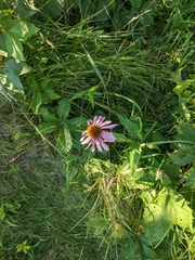 Echinacea purpurea