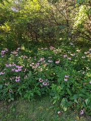 Echinacea purpurea