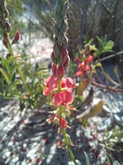 Indigofera heterophylla