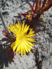 Lampranthus explanatus
