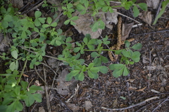 Medicago