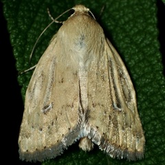 Heliocheilus paradoxus