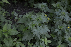 Leonurus quinquelobatus