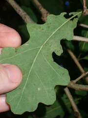 Phylloteras volutellae