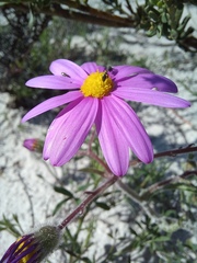 Senecio arenarius