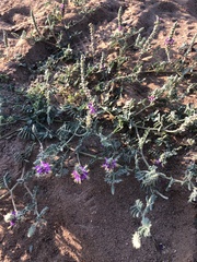 Dalea lanata