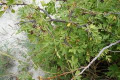 Crataegus stevenii