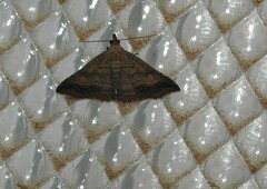 Tetanolita palligera