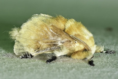 Megalopyge opercularis