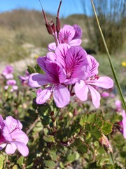 Pelargonium betulinum