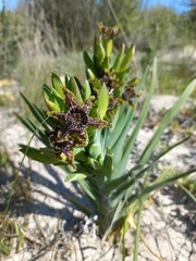 Ferraria crispa