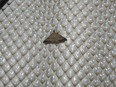 Tetanolita palligera