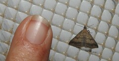 Tetanolita palligera