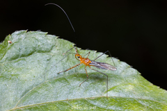 Macracanthopsis nodipes