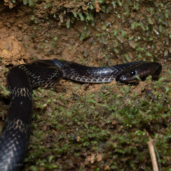 Lycodon travancoricus