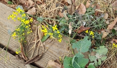 Brassica napus