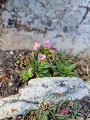 Centaurium erythraea