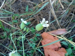 Silene vulgaris