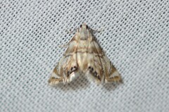 Eoparargyractis plevie