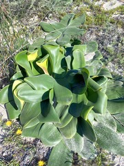 Brunsvigia orientalis
